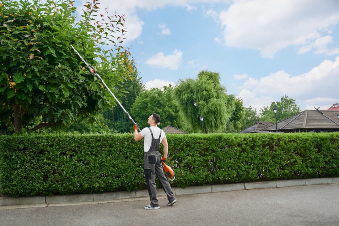 A professional handling a tree trimming service.