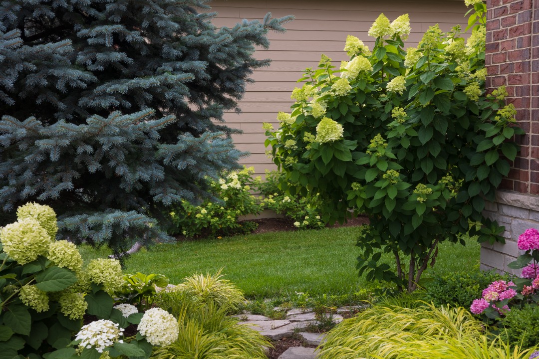 A yard with vibrant and lush plants/flowers.