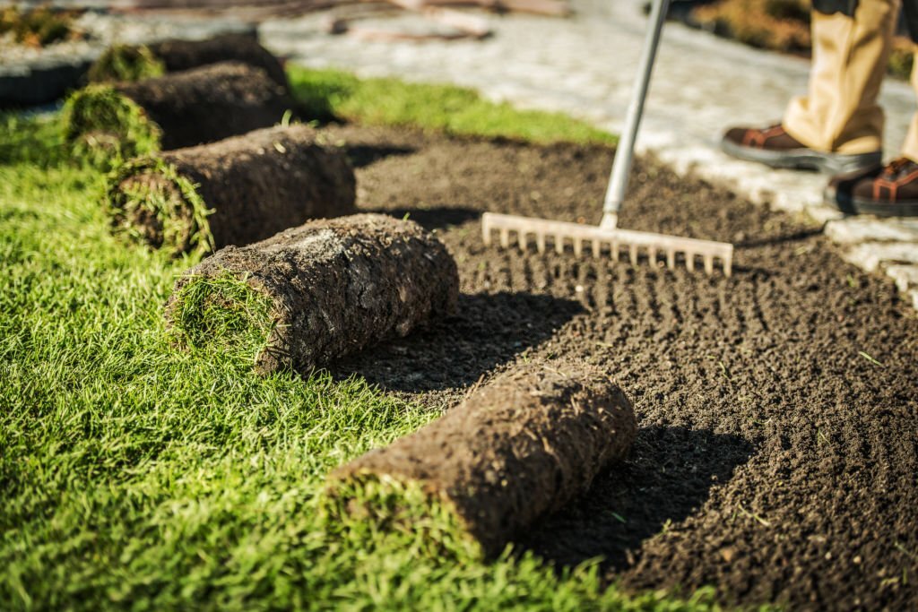 Fresh sod being rolled out and installed.
